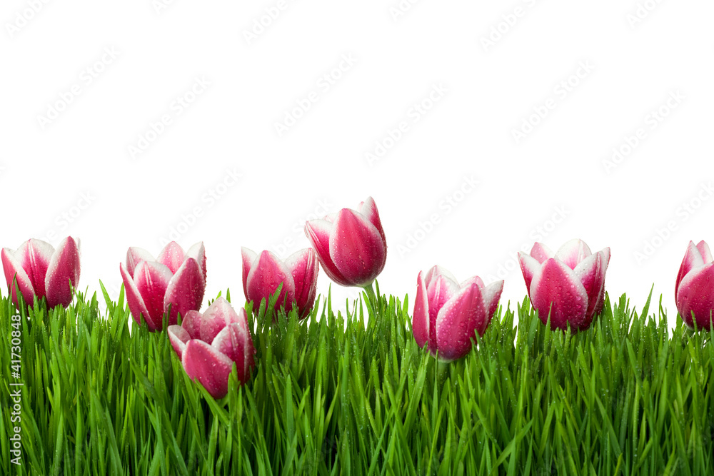 Grass and Pink Tulip Flowers on isolated white background / copy