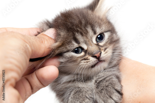 Small kitten in hands of the person