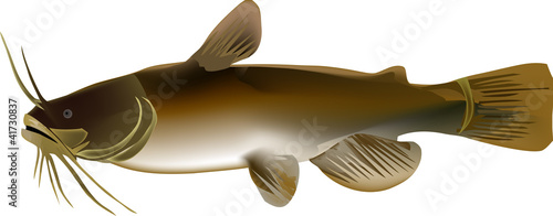 pesce