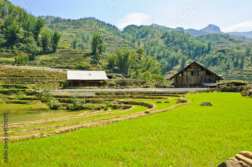 Green rice field against mountain background in Vietnam