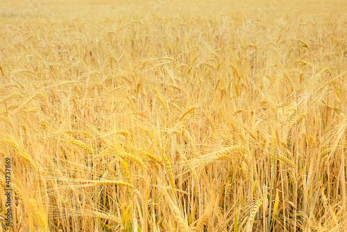 Wheat  Grain field