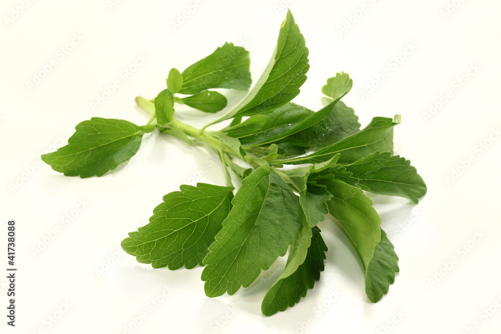 Stevia Stevia