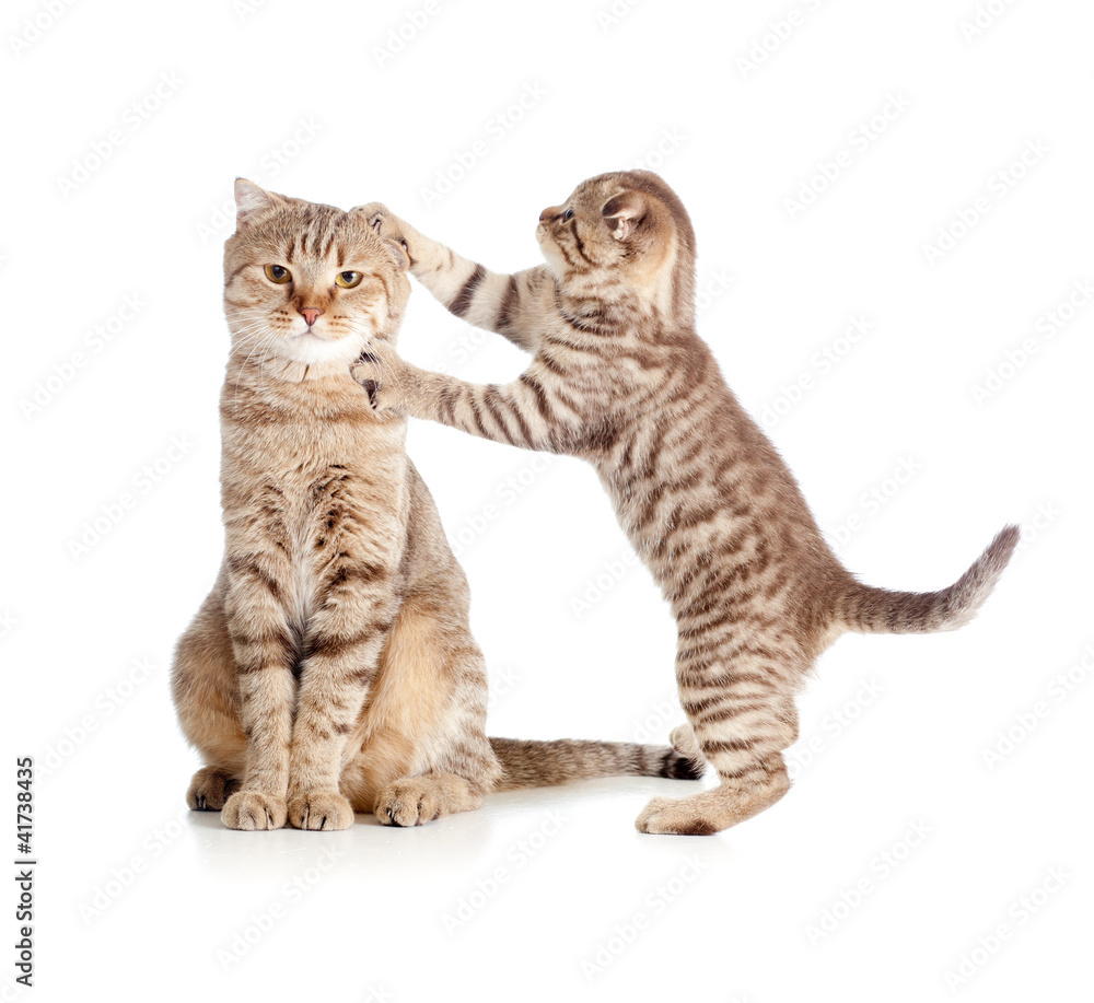 custom made wallpaper toronto digitallittle tabby kitten Scottish touching mother cat