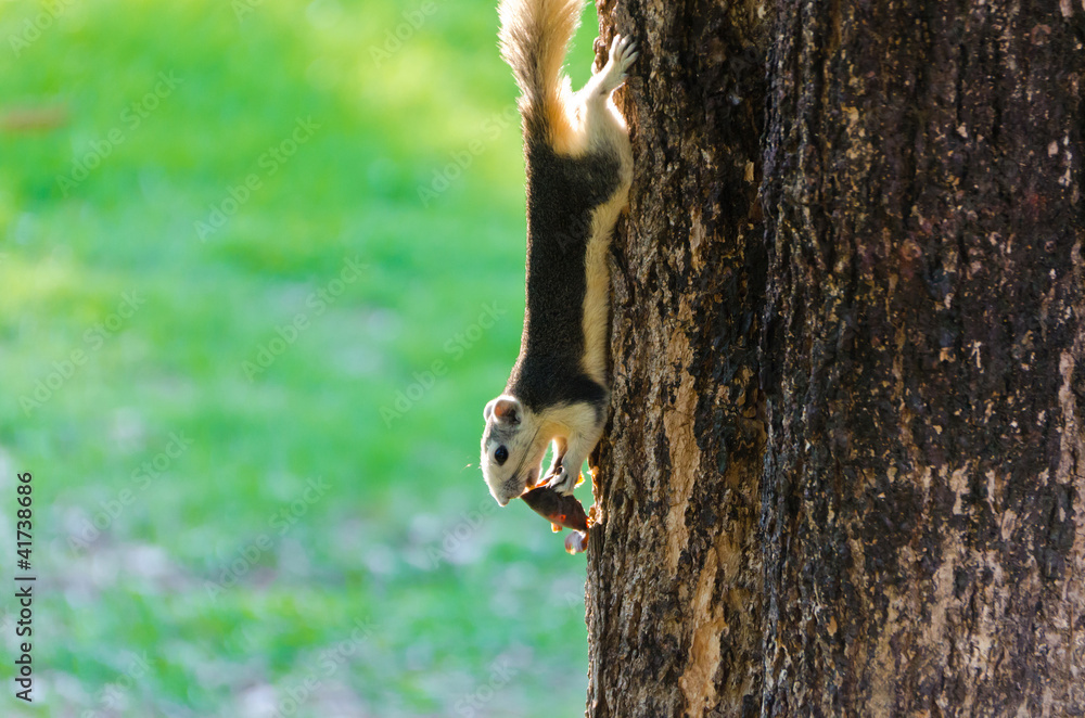 Squirrel eating a dry fruit on the tree