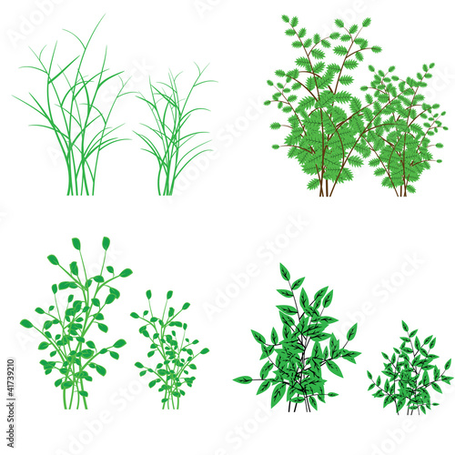 grass, shrubs