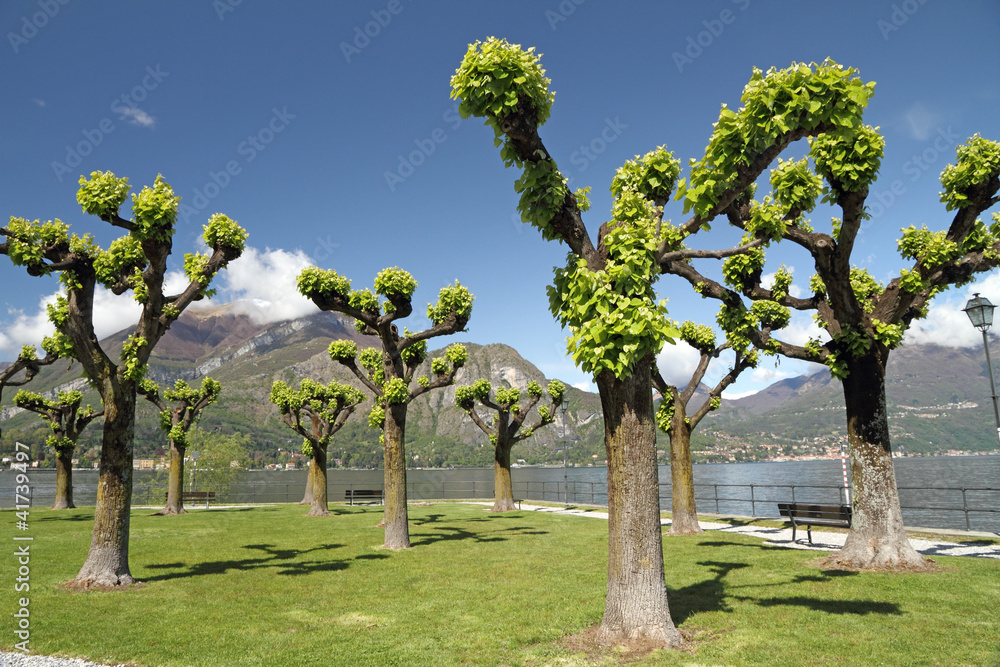 Fototapeta premium Trees in te park on Punta Spartivento in Bellagio