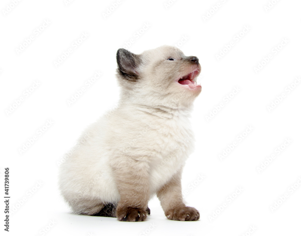 Cute baby kitten crying Cute baby kitten crying