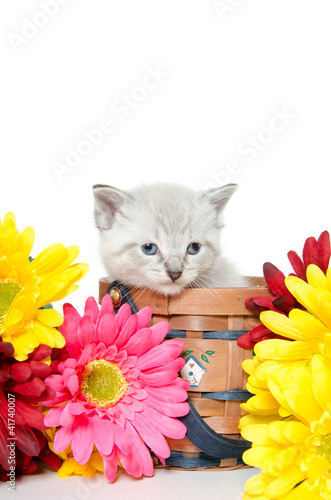 Fototapeta Naklejka Na Ścianę i Meble -  Cute baby kitten