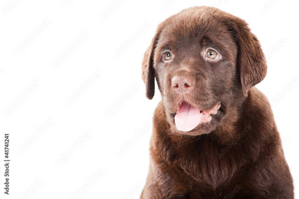 Close-up portrait of Chocolate Retriever puppy