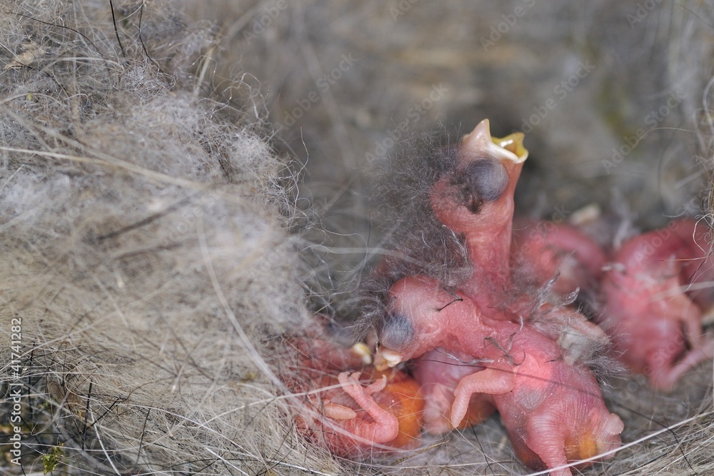 Baby birds in a nest Baby birds in a nest