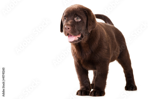 Chocolate Retriever puppy on isolated white
