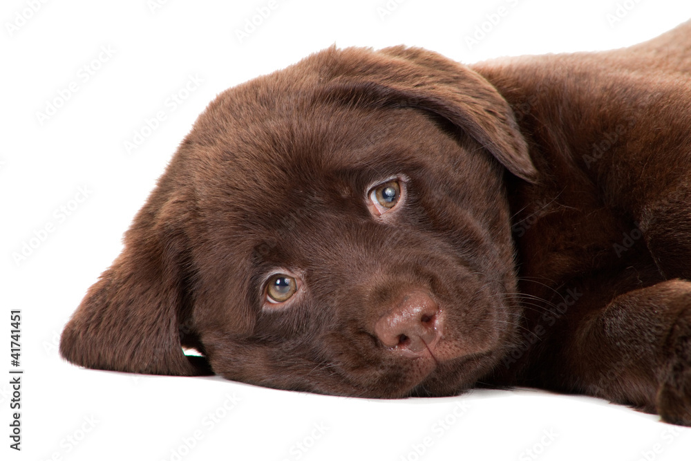 Close-up portrait of Chocolate Retriever puppy on isolated white Close-up portrait of Chocolate Retriever puppy on isolated white