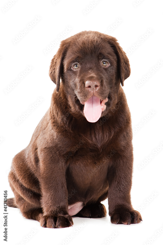 Chocolate Retriever puppy on isolated white Chocolate Retriever puppy on isolated white