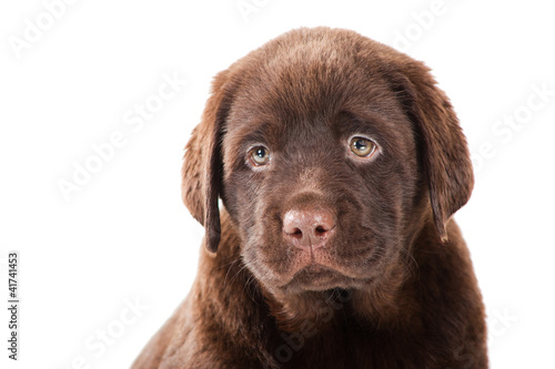Close-up portrait of Chocolate Retriever puppy