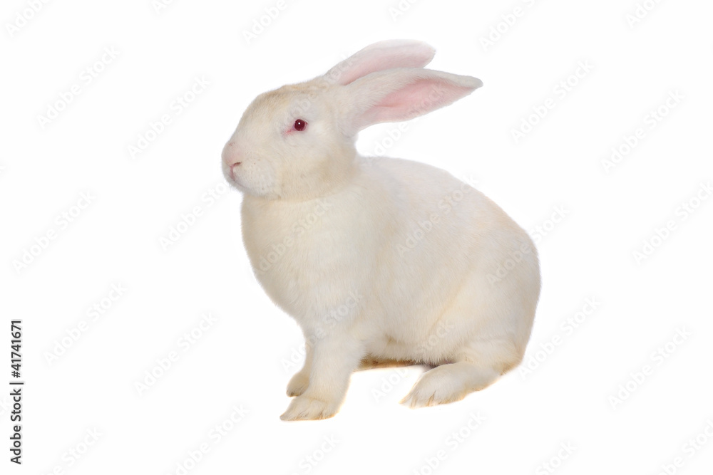 Obraz premium rabbit