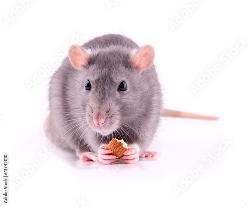 Rat eating almonds
