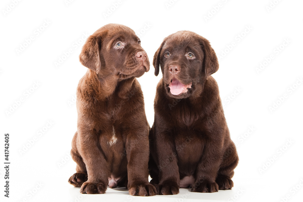 Two Chocolate Retriever puppies on isolated white Two Chocolate Retriever puppies on isolated white