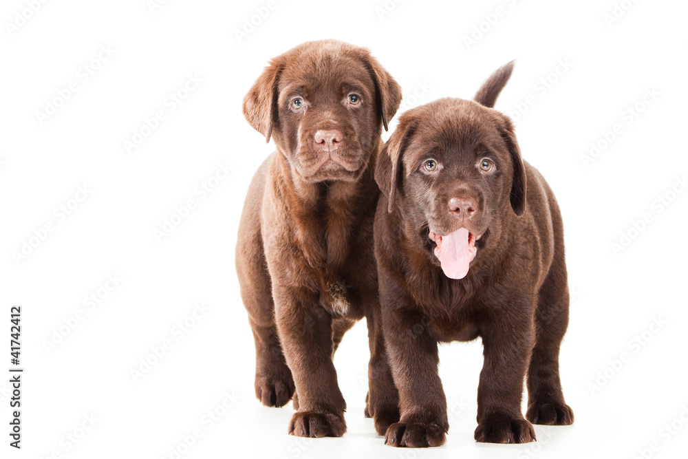 Two Chocolate Retriever puppies on isolated white Two Chocolate Retriever puppies on isolated white