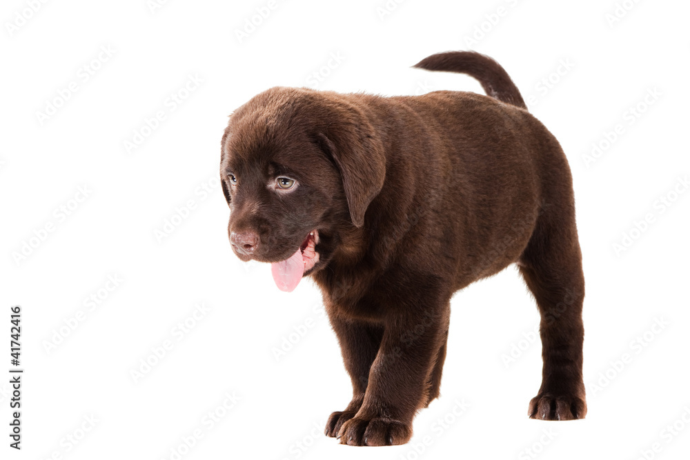 Chocolate Retriever puppy on isolated white Chocolate Retriever puppy on isolated white