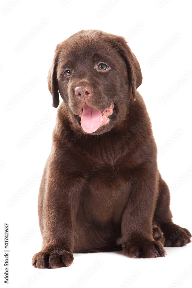 Chocolate Retriever puppy on isolated white