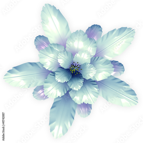 a blue echinopsis cactus flower isolated on white