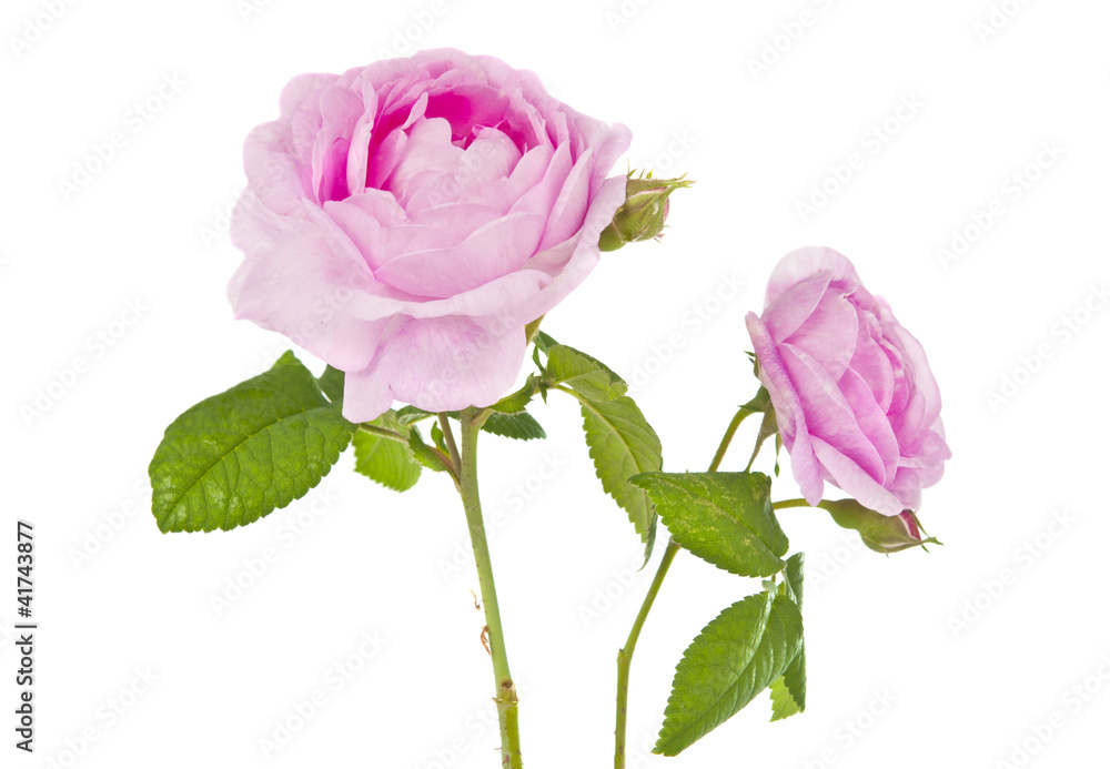 Fototapeta premium teaspoon pink rose