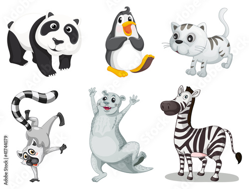 Animal series