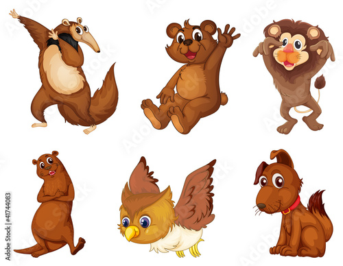 Animal series