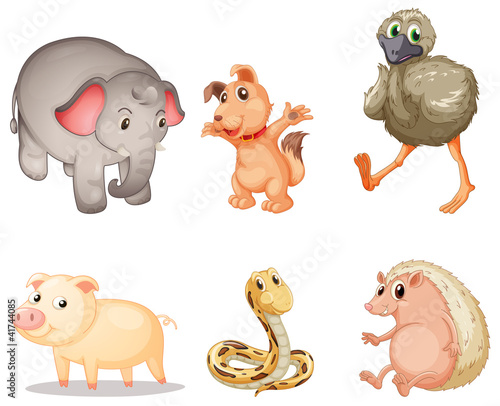 Φωτογραφία Animal series