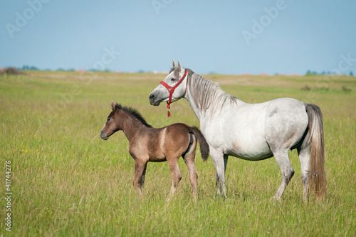 Foal with a mare on a summer pasture