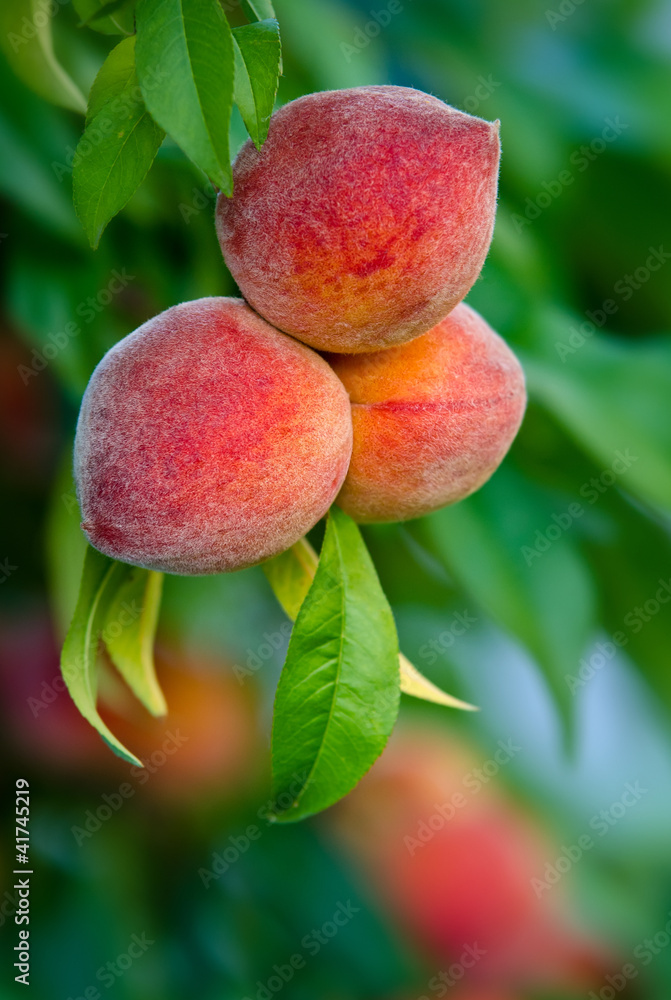 Peaches hanging on a tree branch Peaches hanging on a tree branch