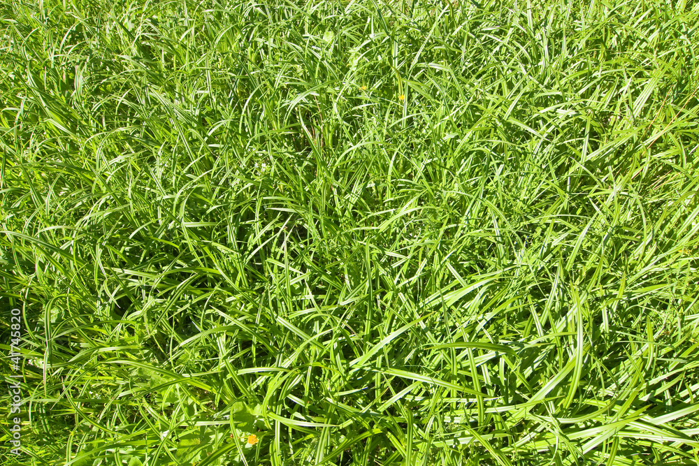 Grass background Grass background