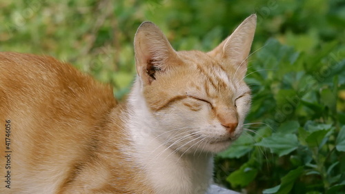 Cat posing and listening