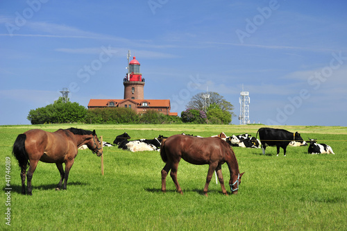 Pferde am Leuchtturm BUK