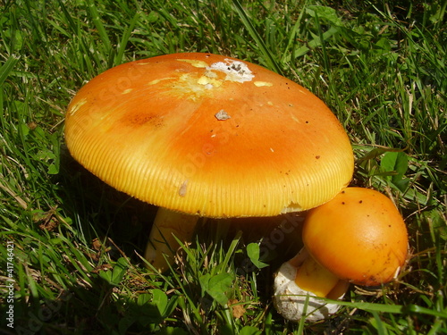 Canvastavla Amanita Caesarea Mushrooms, aka Caesars Mushroom