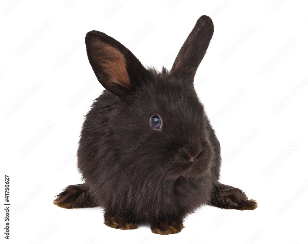 Obraz premium Small racy dwarf black bunny isolated