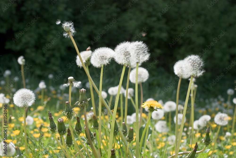 Springtime Dandelion Springtime Dandelion
