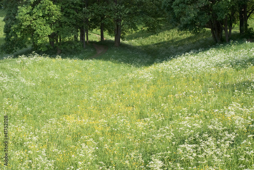 Springtime Meadow