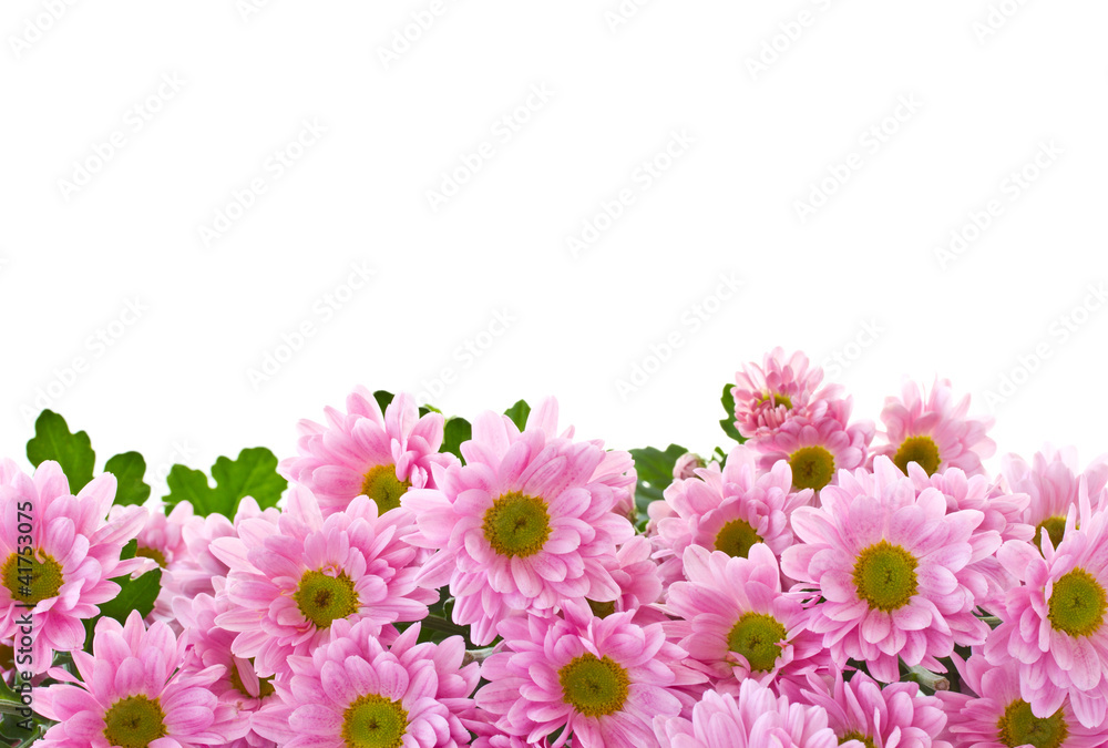 chrysanthemum flowers