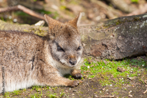 A sleeping parma wallaby