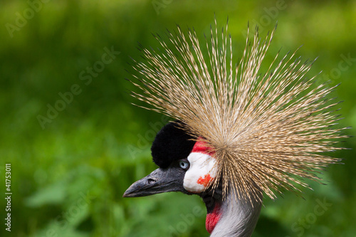 Crested Crane portrait photo