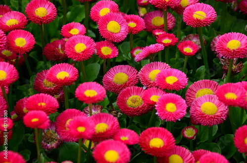 Fototapeta Naklejka Na Ścianę i Meble -  Bellis - Gänseblümchen