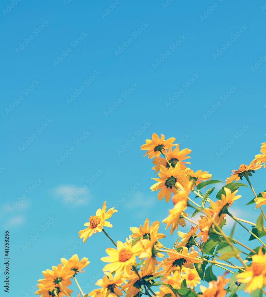 Daisy flowers summer blue sky