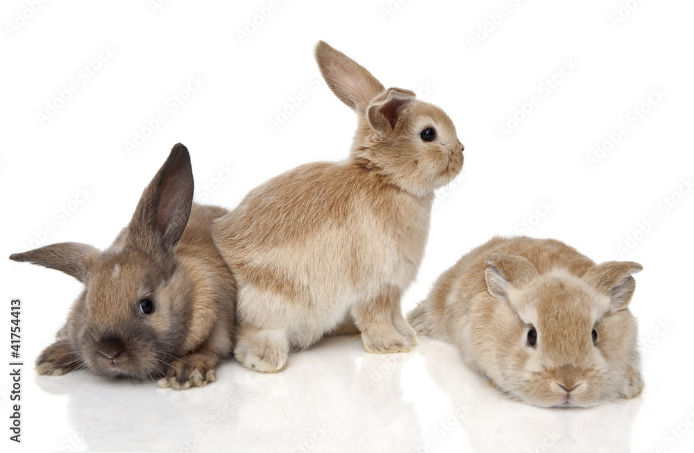 Fototapeta premium Bunny