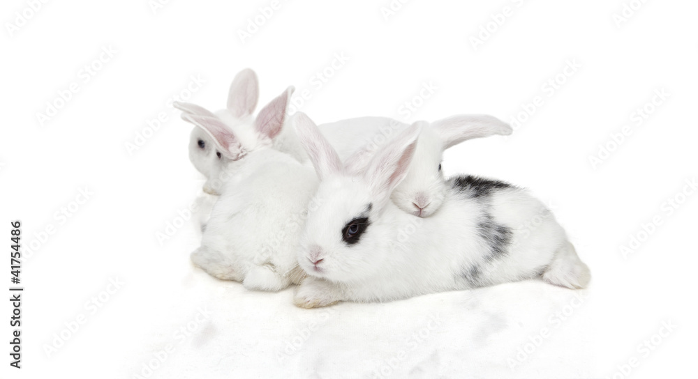 Bunny Bunny