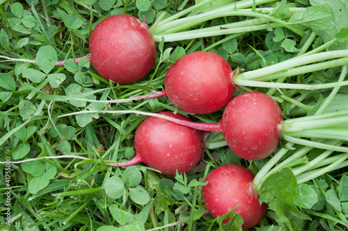Five red radishes on the grass