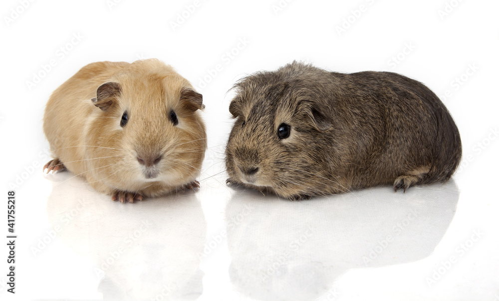 Fototapeta premium Guinea pig