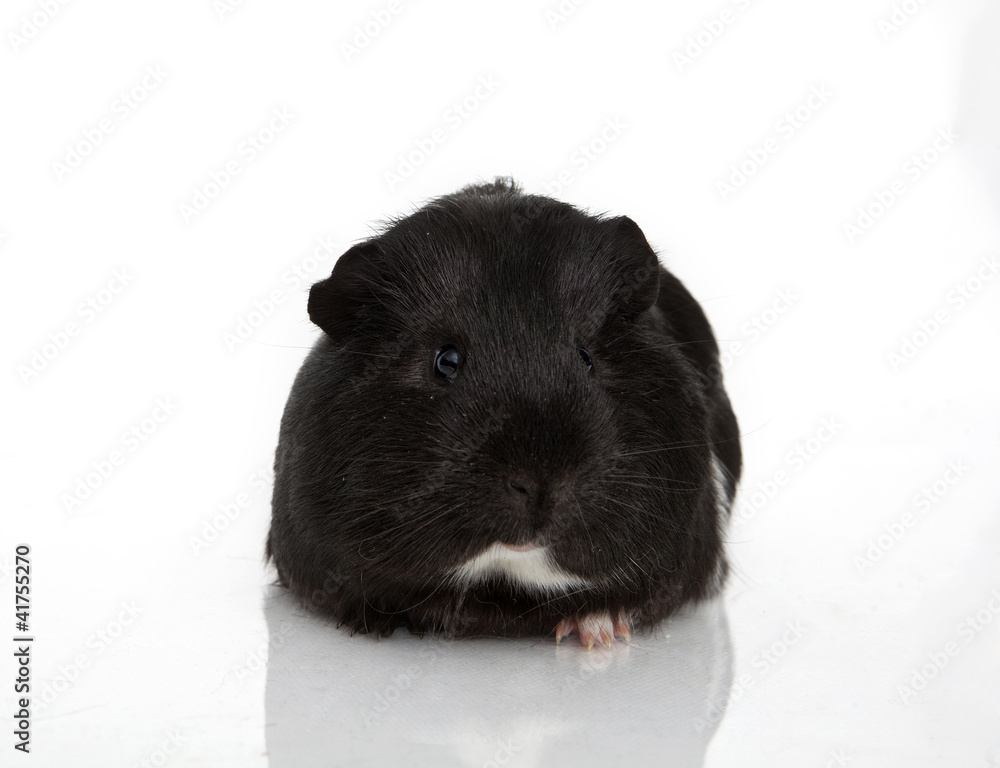 Fototapeta premium Guinea pig