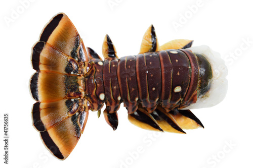 Caribbean Lobster