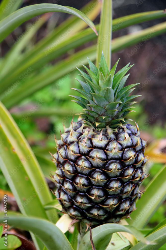 Pineapple